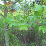 yellow popular leaves