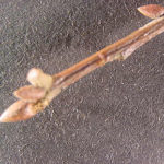 Twig and buds of a southern red oak