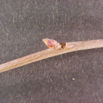 Twig and buds of a blackgum
