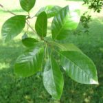 blackgum