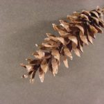 Cone of an eastern white pine