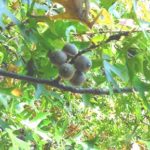 Fruit of a pinoak