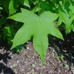 sweetgum