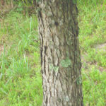 white oak bark