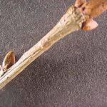 Twig and buds of a white oak