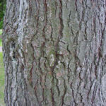 Another view of the bark of an eastern white pine