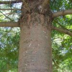 Bark of an eastern white pine