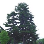 Another view of the form of an eastern white pine