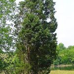 Form of an eastern red cedar