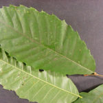 American chestnut
