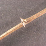 Twig and buds of a black locust