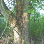 Bark of a hackberry