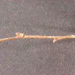 Twig and buds of an eastern hophornbeam