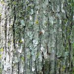 Bark of an eastern hophornbeam