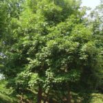 Form for mockernut hickory