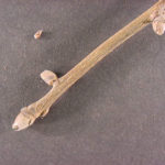 Twig and buds of a mockernut hickory