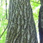 Bark of a northern red oak