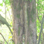 Bark of an eastern red cedar