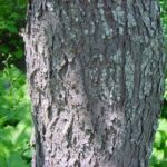 Bark of an eastern redbud