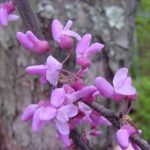 Flower and fruit from a eastern redbud