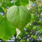 eastern redbud
