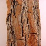 Bark of a sassafras