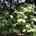 Form of a sassafras