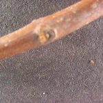 Twig and buds of a white ash