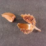Flower and fruit from an American beech