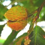 Closeup of flower and fruit of an American beech