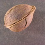 Fruit of a bitternut hickory