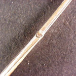 Twig and bud of a blue ash