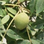 Fruit of a black walnut