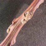 Twig and buds of a black walnut