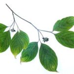 flowering dogwood