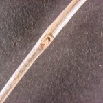Twig and buds of a green ash
