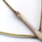 Another view of the twigs and bud of a green ash