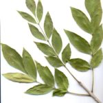 green ash
