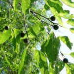 Flowers and fruit of a hackberry