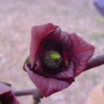 Fruit of a pawpaw