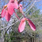 Flowers and fruit of a red maple