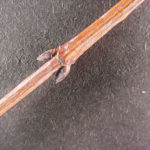Twigs and buds of a red maple