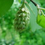 Fruit from a river birch