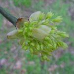 Flowers and fruit of a sassafras