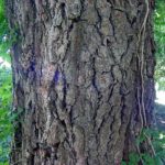 Bark of an older sassafras