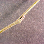 Twig and bud of a slippery elm