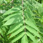 smooth sumac