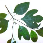 sassafras