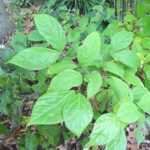 Form of a sweetshrub