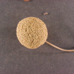 Tan fruit of an American sycamore